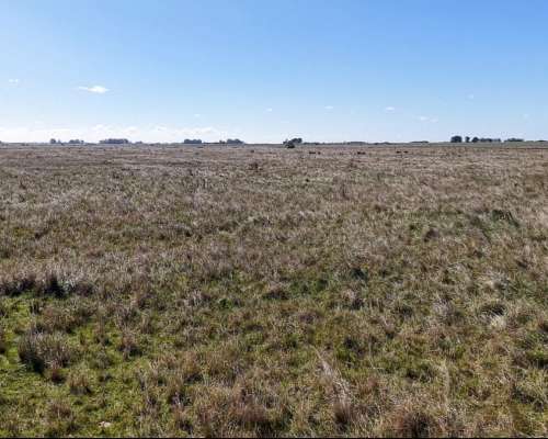 Vieytes (BS As): 200 Ha en Alquiler
