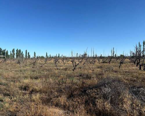 Finca en Venta de 9 Hectáreas / San Rafael - Mendoza