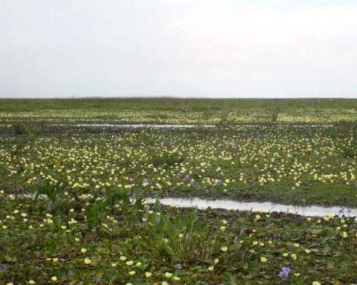 Palmar Grande, Corrientes - 1300ha