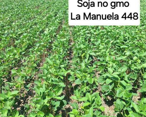 Soja NO GMO Fiscalizada la Manuela 500.01
