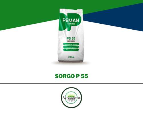 Semilla de Sorgo Granifero P55 - Peman Semillas