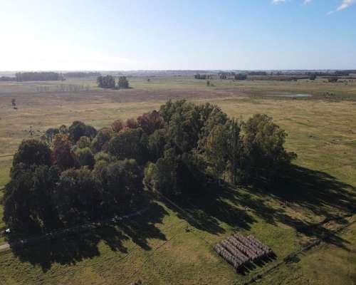 Campo en Venta de 110 Has en Mercedes. Ganadero