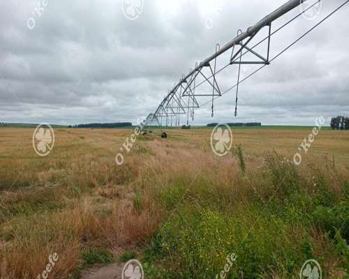 Campo en Venta 178 Has en Loberia