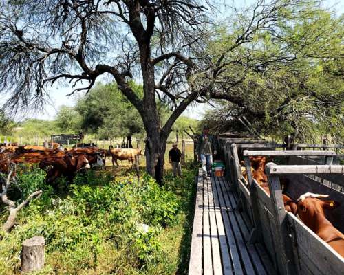 Estancia Ganadera a Puerta Cerrada