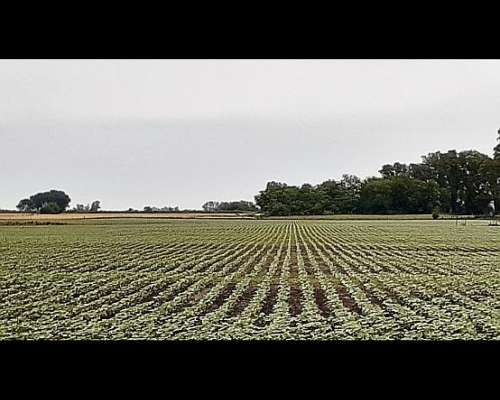 Servicio de Triturado de Rastrojos,siembra y Roturacion