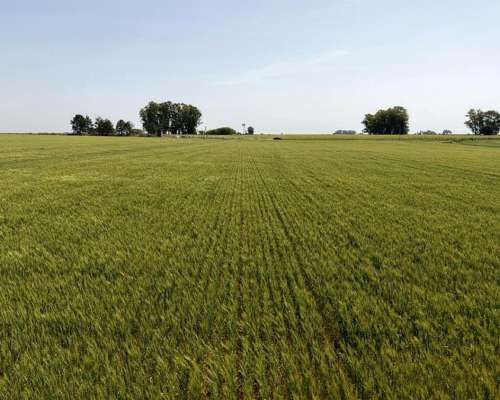60 Hectáreas Agrícolas Sobre Ripio, Gualeguaychú.