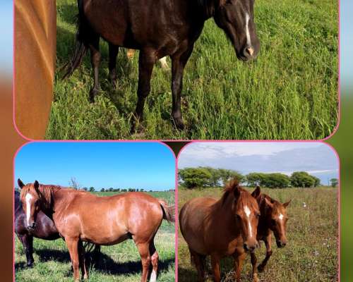 2 Petisos y 2 Petisas