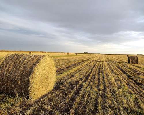Rollos de Alfalfa 2025