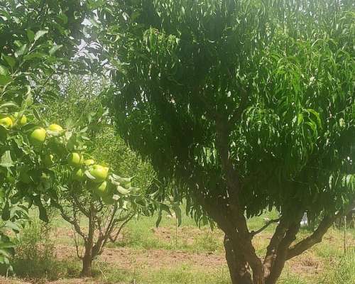 Finca en San Rafael, Mendoza