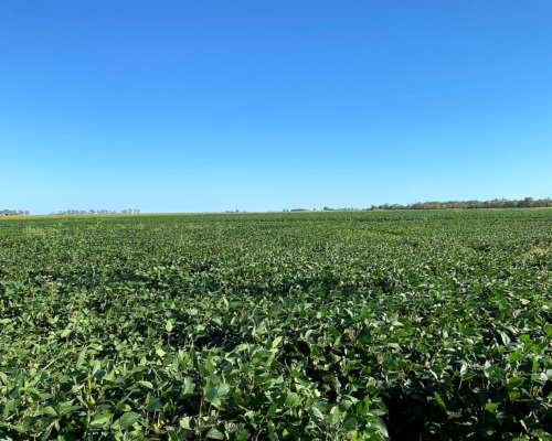 400 Has Agricolas en Quimili