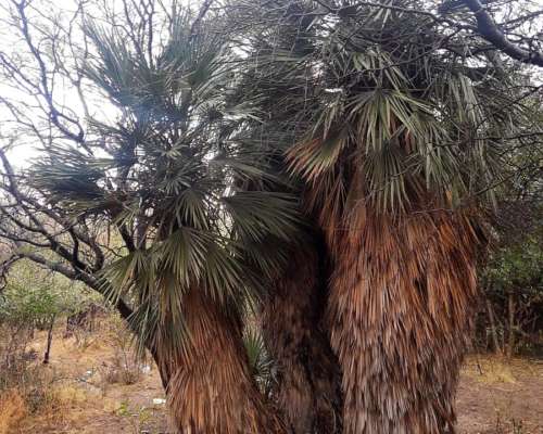 18 Has Llanas con Gran Frente Leandro Alem San Luis