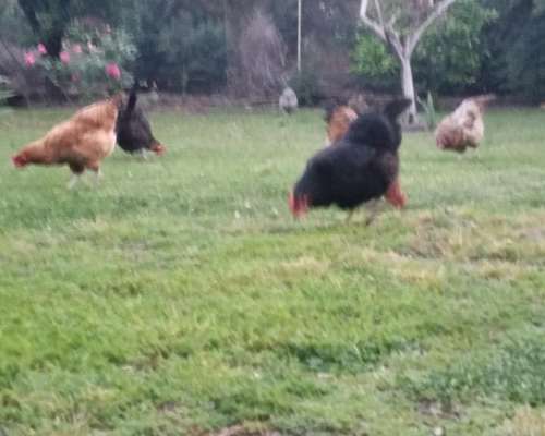 Pollitos de Campo, Razas Mixtas