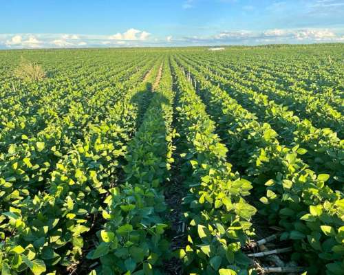 Campos Agrícolas en Arrendamiento en Santiago