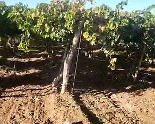 42 Ha Excepcional Finca Vitivinicola, Lavalle, Mendoza