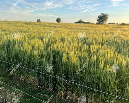 Campo en Venta de 300 Has en Pila
