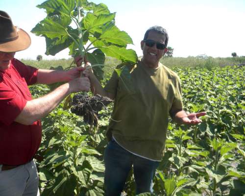 440 Ha en Marcos PAZ BS AS Agricolas