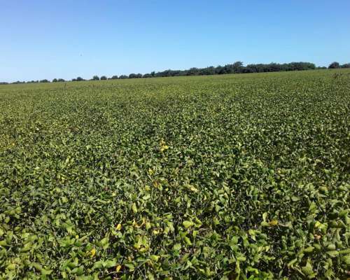 650 Hectareas Mixtas E. Rios
