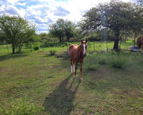 Vendo Lote de 25 X 25 Mts. en Mercedes - Corrientes