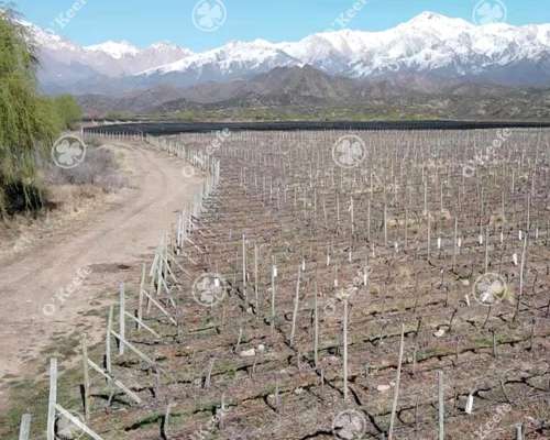 Campo en Venta en Tupungato de 30000 Has - Viñedos de Altura