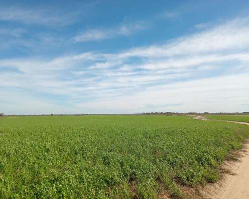 520 Ha Agrícolas en Venta Norte de Córdoba