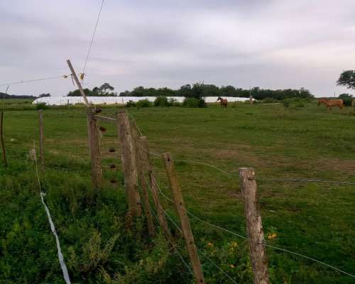 Campo Mixto 400has Tostado