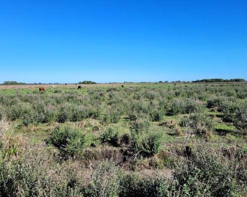 Venta de 310 Has en San Lorenzo - Saladas - Corrientes