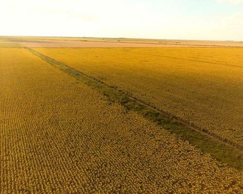 Campo en el Fortin, Córdoba 115 Has en Venta