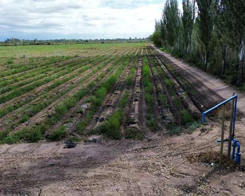 Finca con D° Riego, Pozo y Goteo. Excelente Ubicación