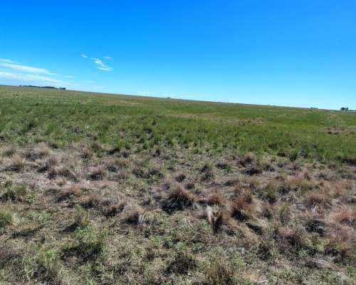 1600ha en Partido de Puan