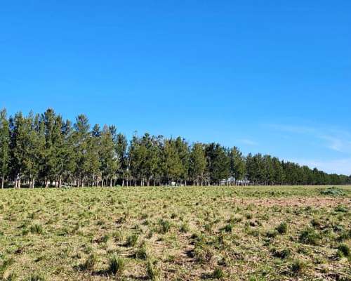 Brandsen -68 HA- Buenos Aires