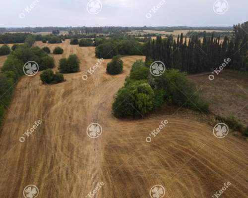 Campo en Venta de 80 Has en Gualeguay, Entre Rios. Agricola.
