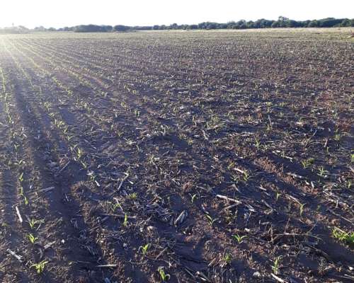 14.7 Ha Pampa de Pocho (cba) Agricolas