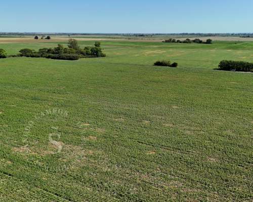 Venta Campo Agrícola. Calchaquí, Santa FE. 69 Hectáreas