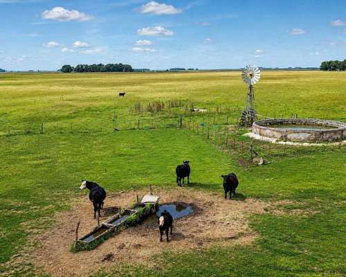 Martin Colman, Rauch, Buenos Aires - 550 Ha