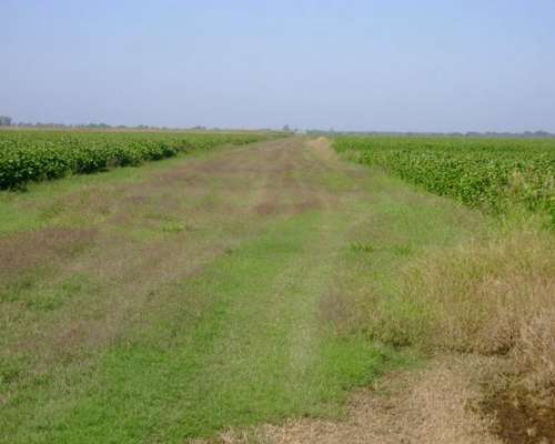 Agrícola Campo en Siembra Directa Excelente Zona de Chaco