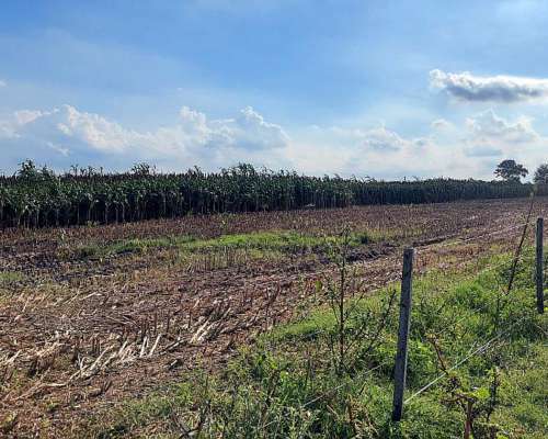 Se Venden 83 Has en Moisés Ville