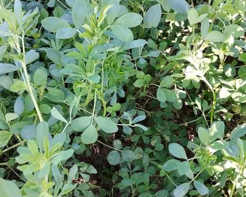 Alfalfas WL - WL 919