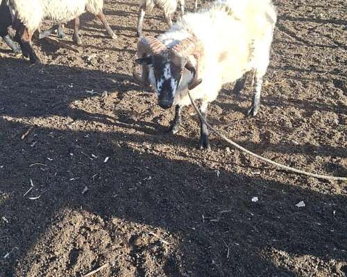 Venta Majada Ovejas Scottish Black Face