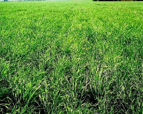 Campo Agrícola, Sobre Acuífero Dulce, Puan Prov BS AS