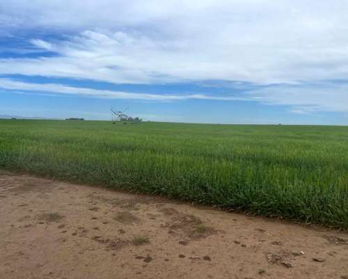 Campo Agrícola 900 Hectáreas