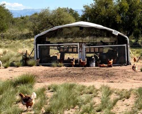 Alem Chacra en Produccion Ovina y Avicola