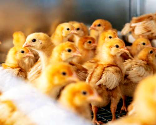 Vendo Ponedoras BB Brown Nick (colorada).