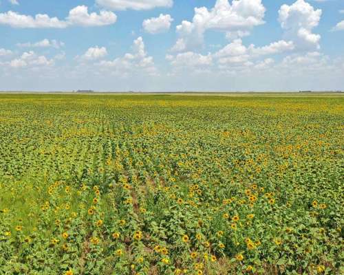 Pcia. de Buenos Aires - Cañada Seca 844 Has