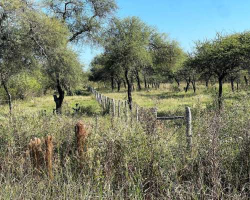 Campo Ganadero en Venta - 118 Has- Bovril, Dpto la PAZ