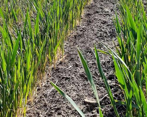 Vendo 60 Hectáreas Agrícolas