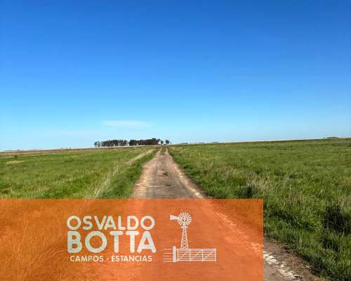 Campo Mixto en Venta, 1654has Carlos Tejedor