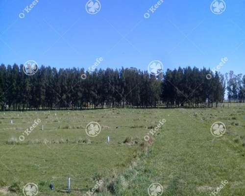Campo en Venta 460 Has en Rauch