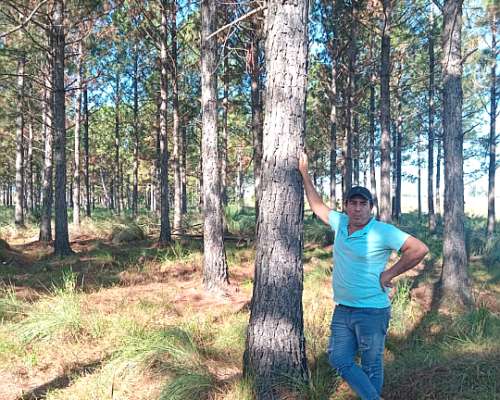 Campo Ganadero Forestal en Gdor Virasoro
