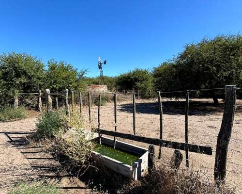 4855 HS. Ganaderas en Algarrobo (BS As).