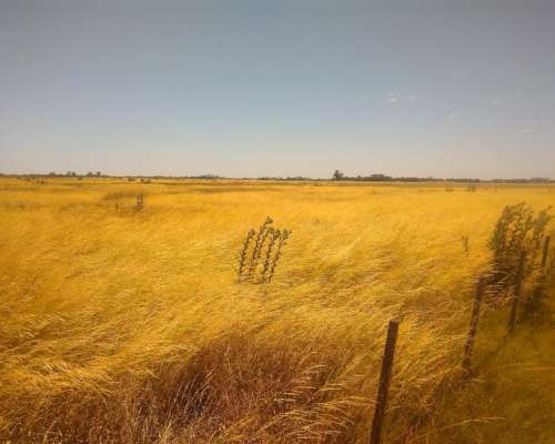 Ofrezco Arrendamiento 155 Has. Ganaderas Pergamino 100 Kg/ha
